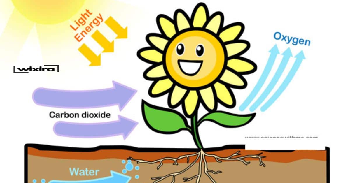 92+ Photosynthesis Jokes & Puns: Leafing You in Stitches!